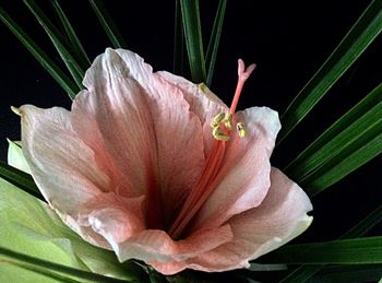 Close-up of pink flower