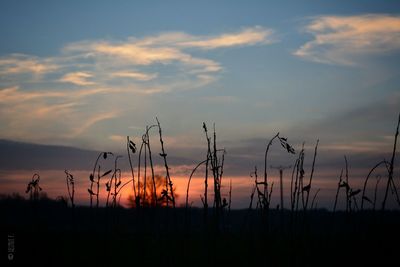 Silhouette plants against sky during sunset