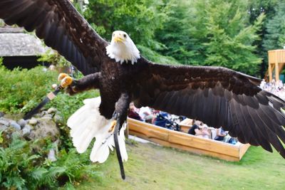 Close-up of eagle flying against the sky