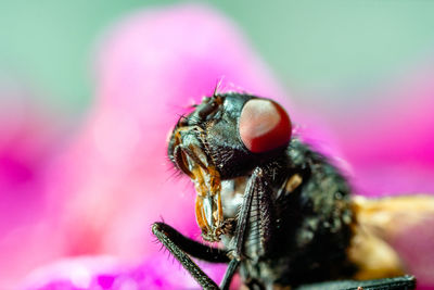 Close-up of bee pollinating on pink flower