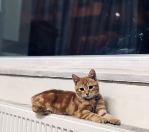 Portrait of cat sitting by window