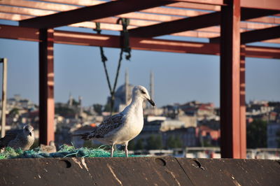 Seagull perching on railing against sky