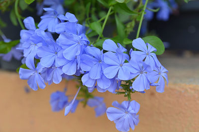 Close-up of purple hydrangea flowers