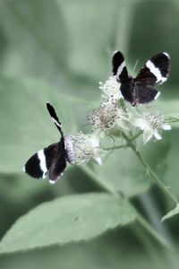 Close-up of butterfly on flower