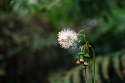 Close-up of dandelion against blurred background