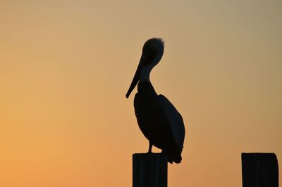 Birds perching on railing