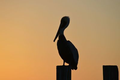 Silhouette pelican on wooden post at sunset