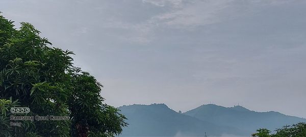 Low angle view of trees against sky