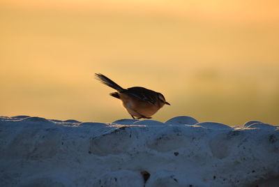 Bird perching on retaining wall against sky during sunset