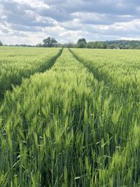 Scenic view of agricultural field against sky