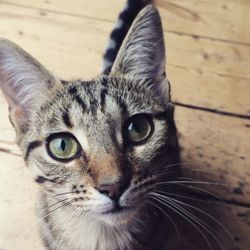 Close-up portrait of cat