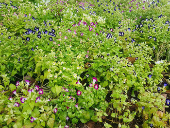 High angle view of purple flowering plants on field