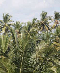 Close-up of palm trees against sky