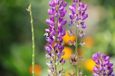 Close-up of insect on purple flowering plant