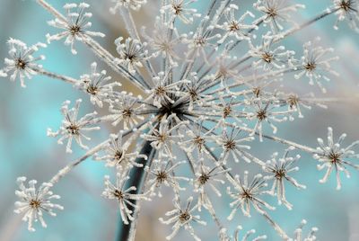 Close-up of frozen plant