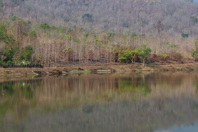 Scenic view of lake in forest