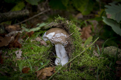 Close-up of fly agaric mushroom