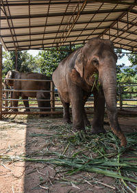 Elephant in a zoo