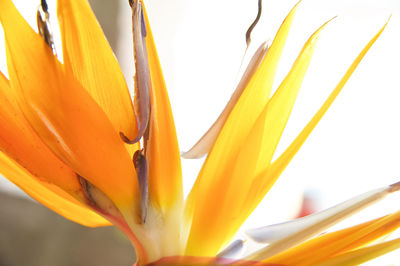 Close-up of yellow flowering plant