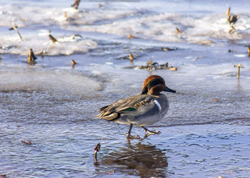 Ducks in a lake