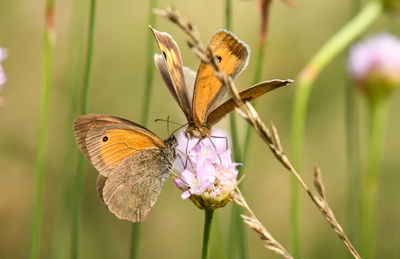 Close-up of butterfly pollinating on flower