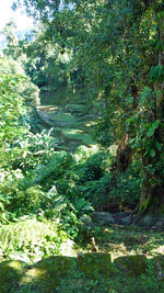 Trees and plants in forest