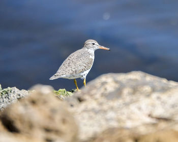 Close-up of seagull perching on rock