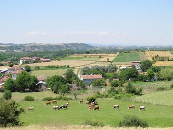 Scenic view of agricultural field