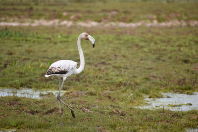 White heron walking in a field