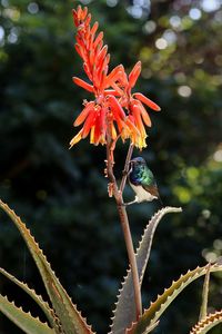 Close-up of red flowering plant