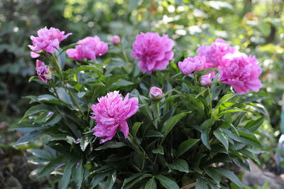 Close-up of pink flowering plant