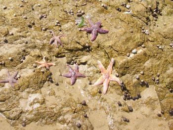 Close-up of starfish on sea shore