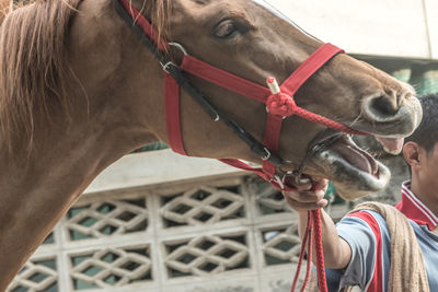 Close-up of horse