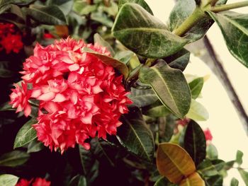 Close-up of red flowers blooming outdoors