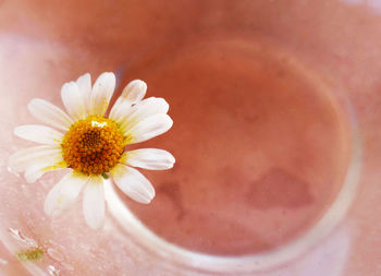 Close-up of white daisy flower