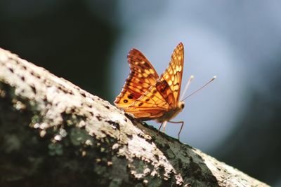 Close-up of butterfly on rock