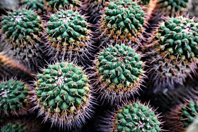 Close-up of cactus plant