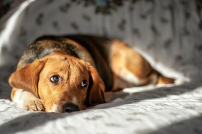 Close-up of dog