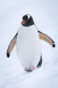Gentoo penguin on snowy slope raising foot