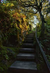 Narrow walkway in forest