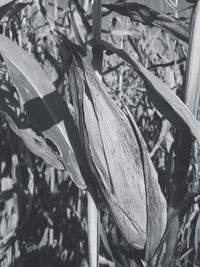 Close-up low angle view of leaves