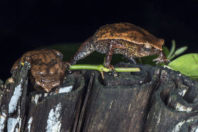 Close-up of frog on wood