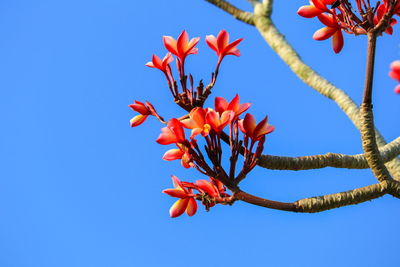 Low angle view of flowering plant against clear blue sky