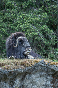 Monkey sitting in a forest