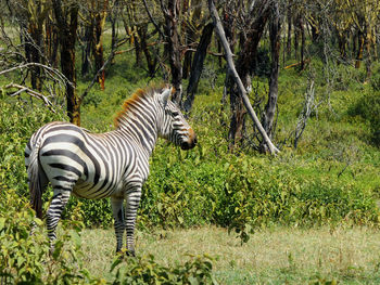 Zebra standing on field