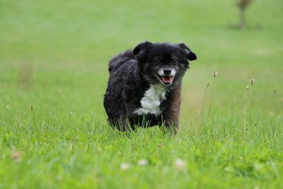 Dog running on field