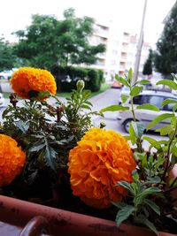 Close-up of orange flowers blooming outdoors