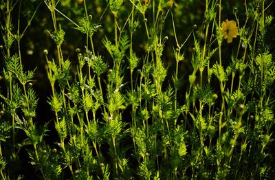 Full frame shot of fresh plants on field