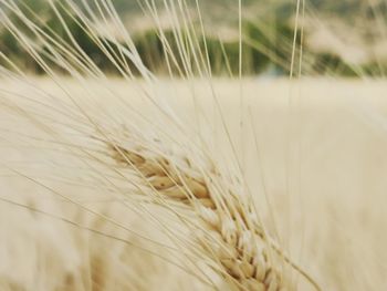 Close-up of wheat growing on field