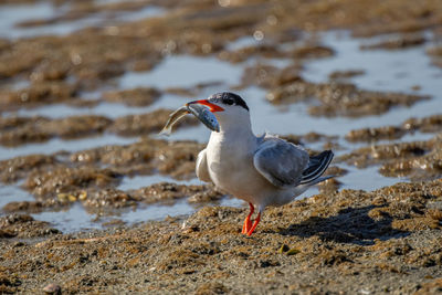 Close-up of seagull on beach